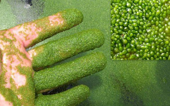 Wolffia çiçeği nedir