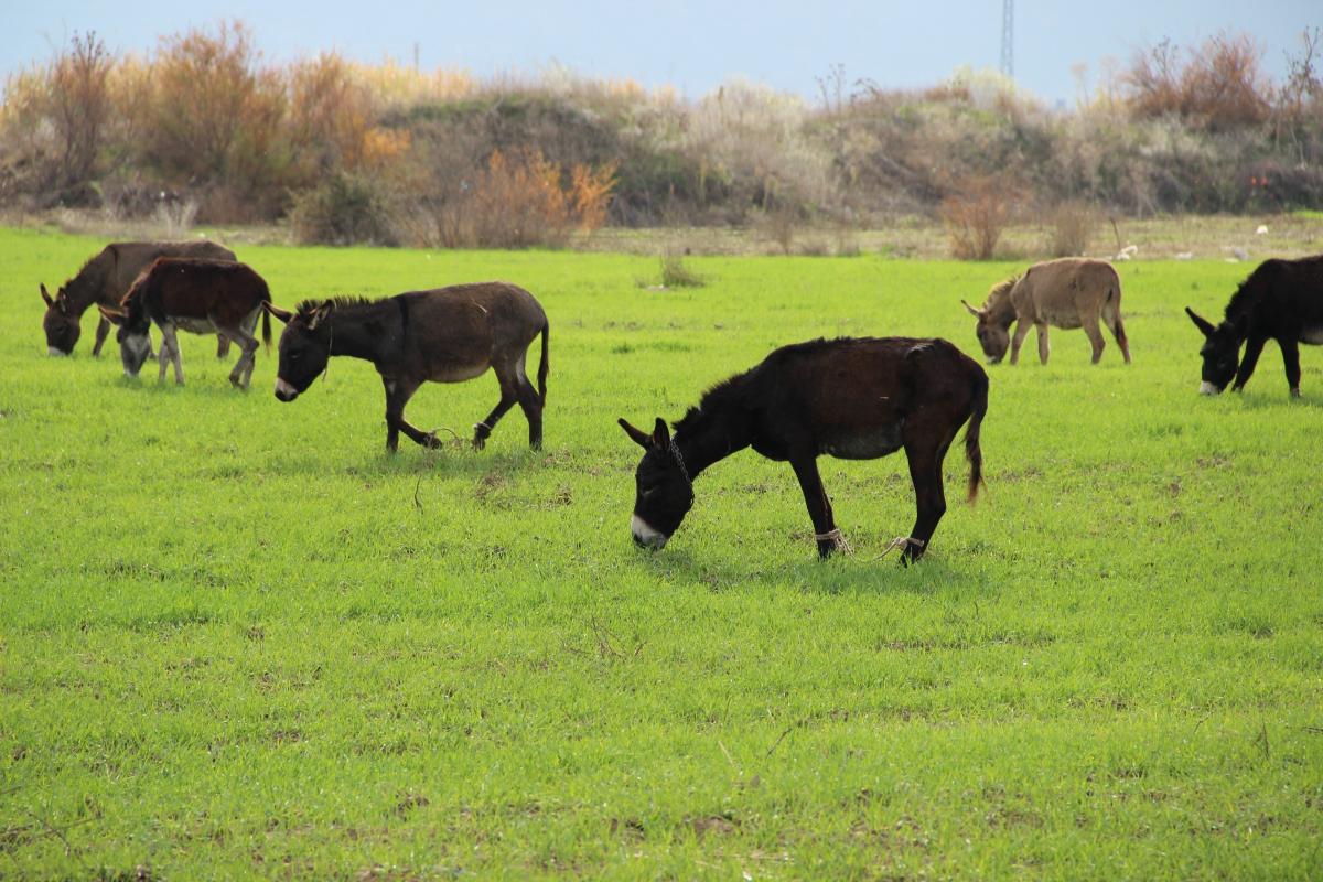 Eşek sütü ciğerlerini temizledi