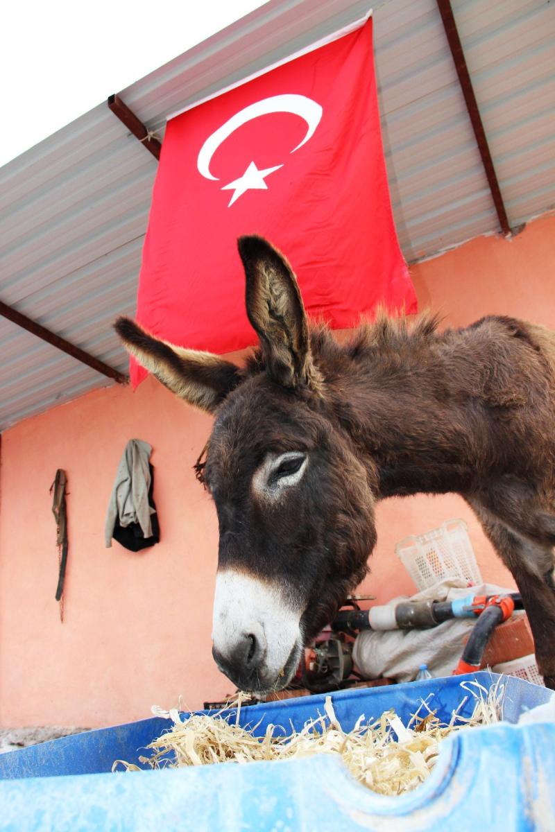 Eşek sütü ciğerlerini temizledi