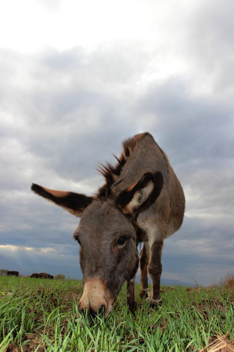 Eşek sütü ciğerlerini temizledi
