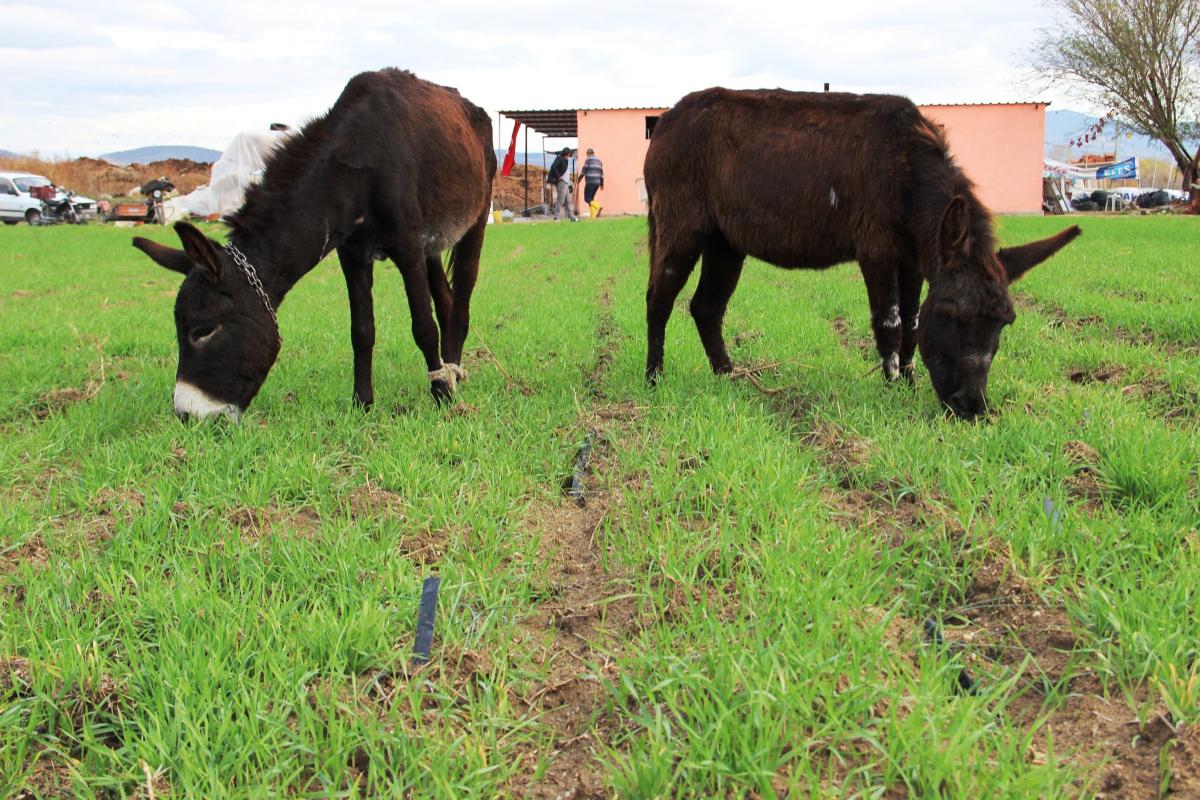Eşek sütü ciğerlerini temizledi