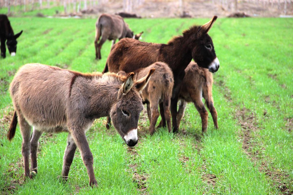 Eşek sütü ciğerlerini temizledi