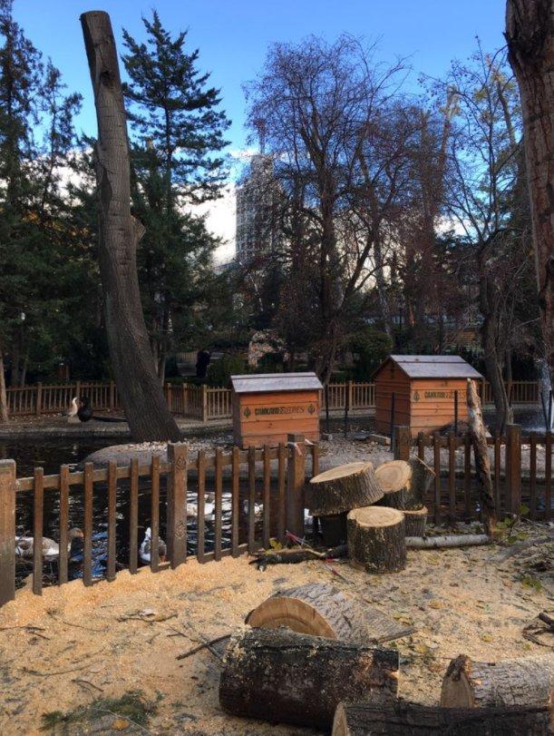 CHP'li Çankaya Belediyesi'nin ağaç katliamı