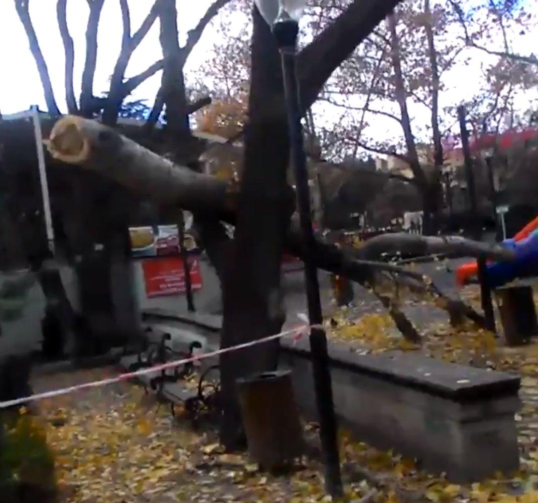 CHP'li Çankaya Belediyesi'nin ağaç katliamı