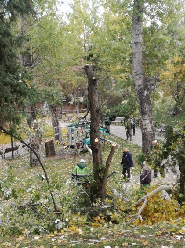 CHP'li Çankaya Belediyesi'nin ağaç katliamı