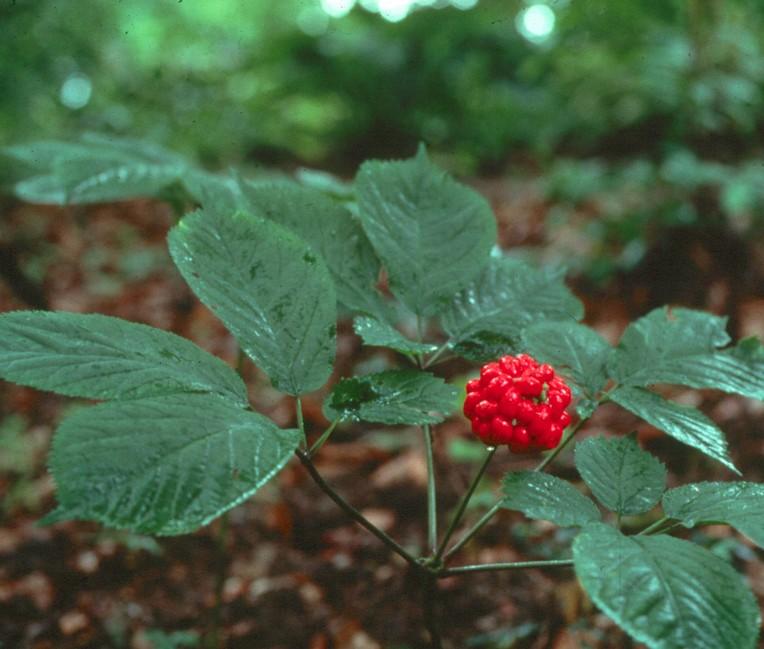 Ginseng nedir