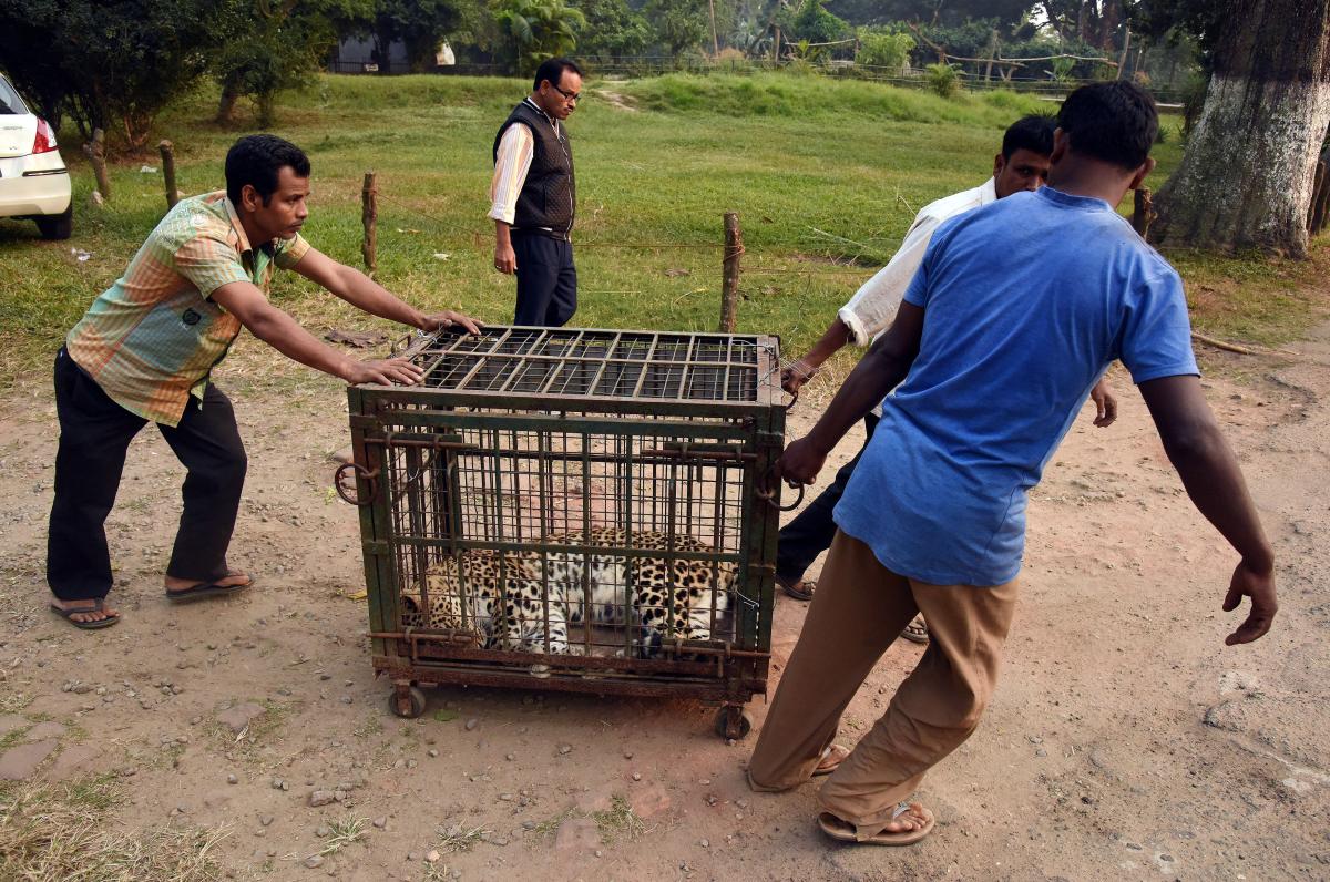 Hindistan'da leopar kurtarma operasyonu