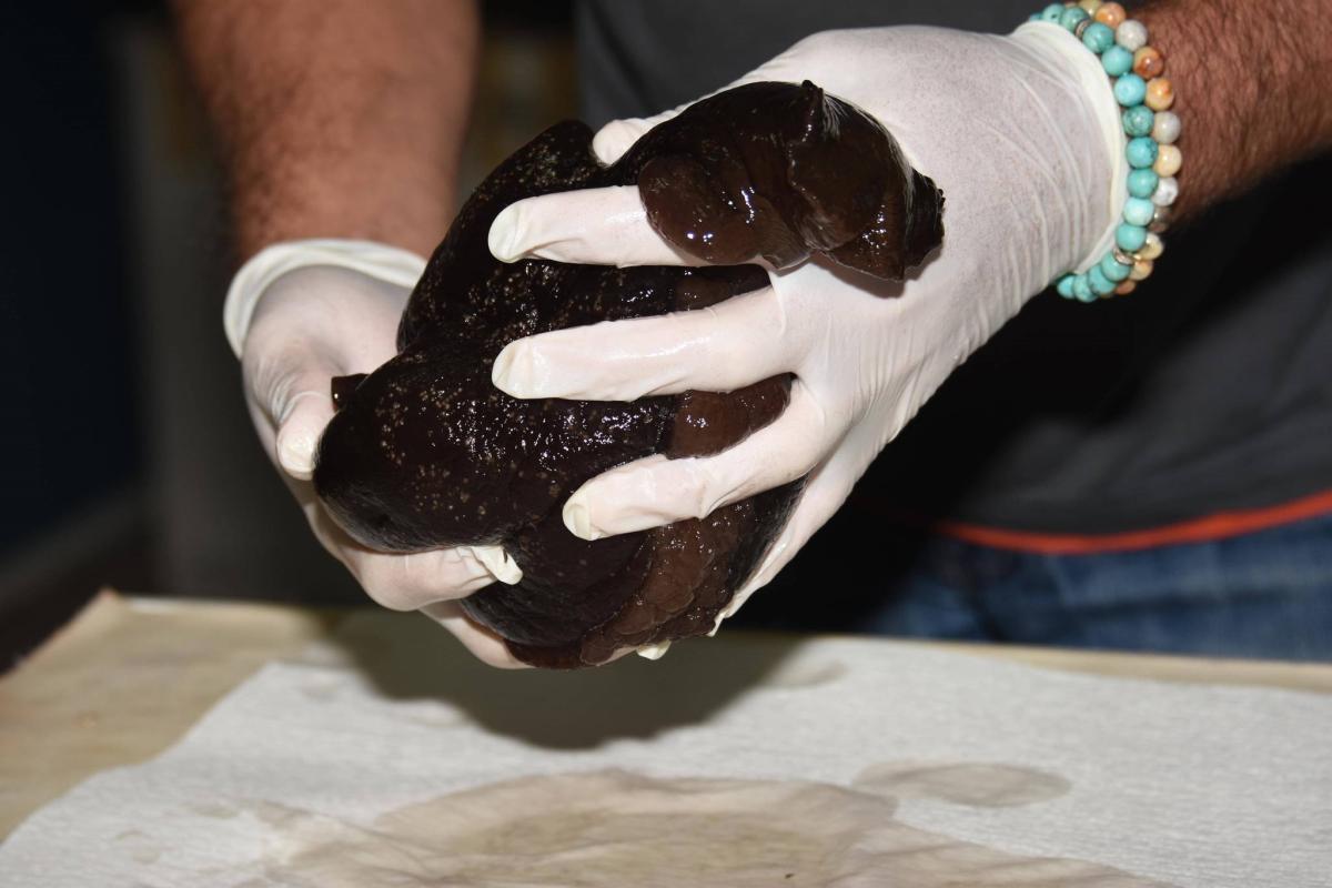 Deniz tavşanı nedir