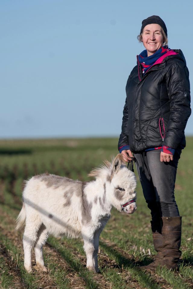 Dünyanın en küçük eşeği