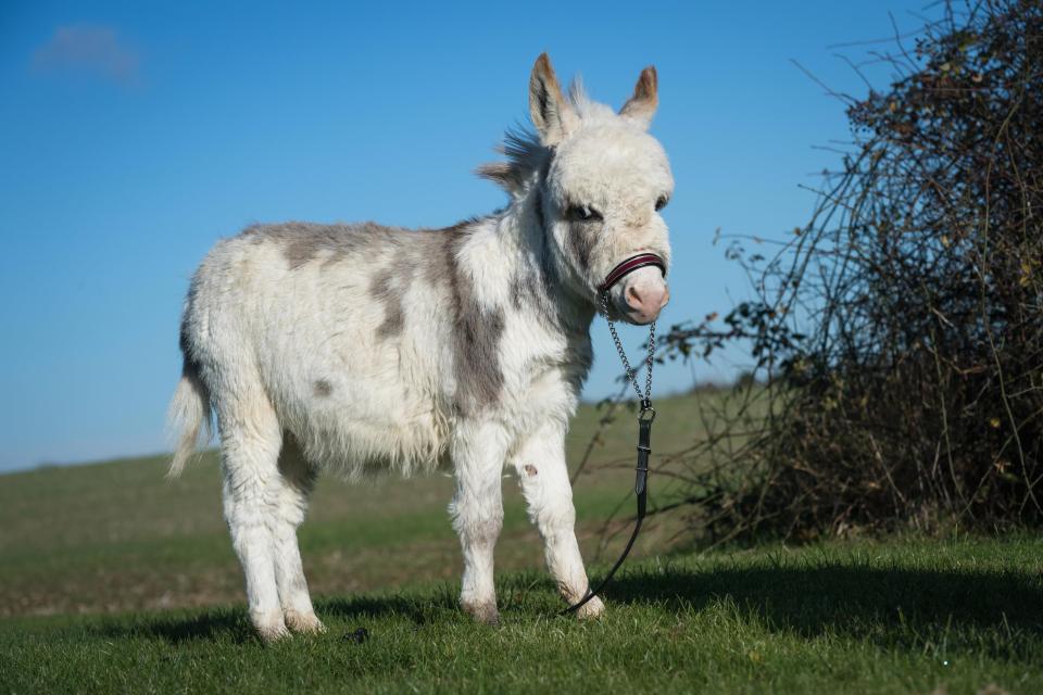 Dünyanın en küçük eşeği