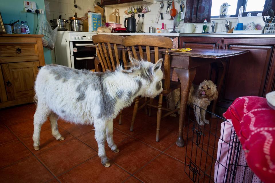 Dünyanın en küçük eşeği