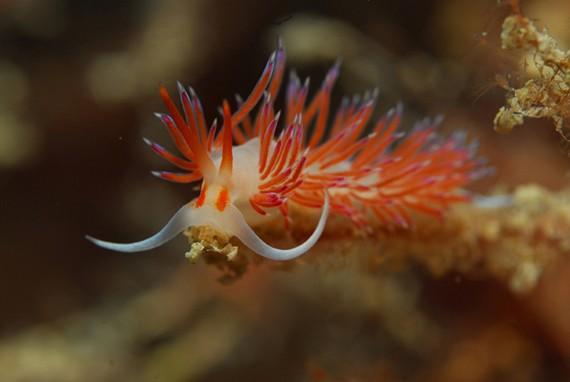 Deniz tavşanı nedir