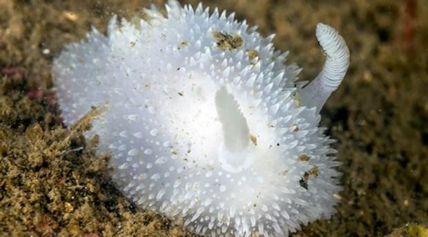 Deniz tavşanı nedir