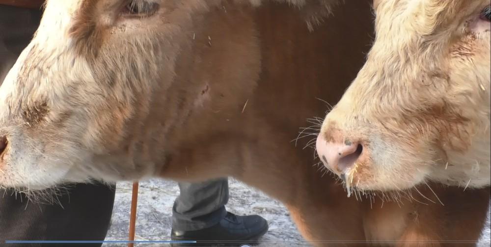 Ağrı hayvan pazarında hayvanların ağzı ve burnu buz tuttu