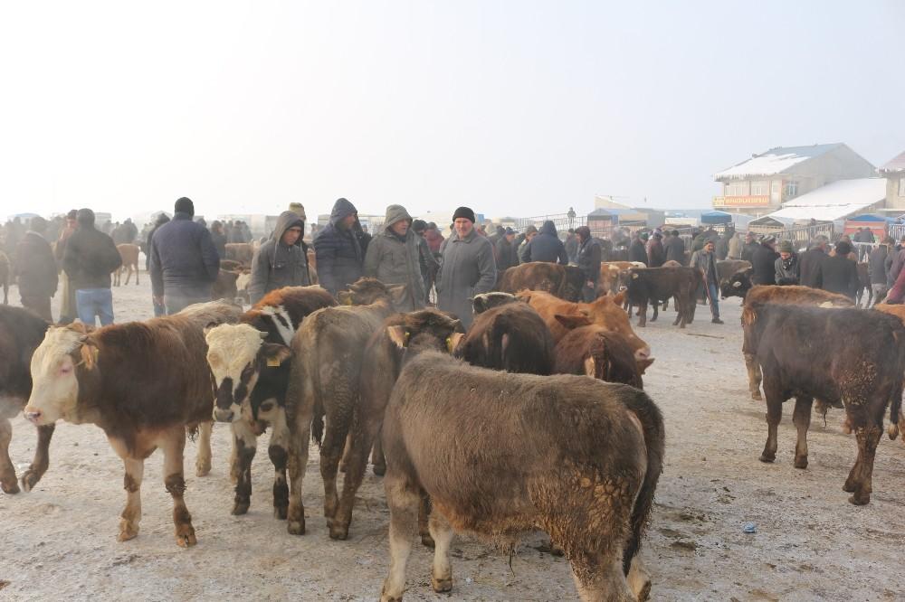 Ağrı hayvan pazarında hayvanların ağzı ve burnu buz tuttu