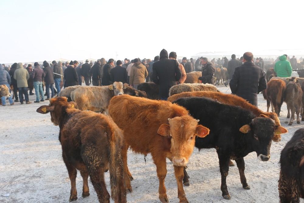 Ağrı hayvan pazarında hayvanların ağzı ve burnu buz tuttu