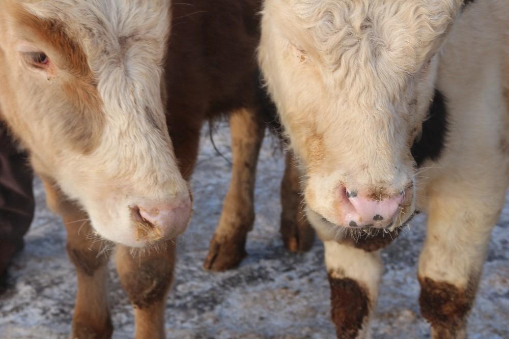 Ağrı hayvan pazarında hayvanların ağzı ve burnu buz tuttu