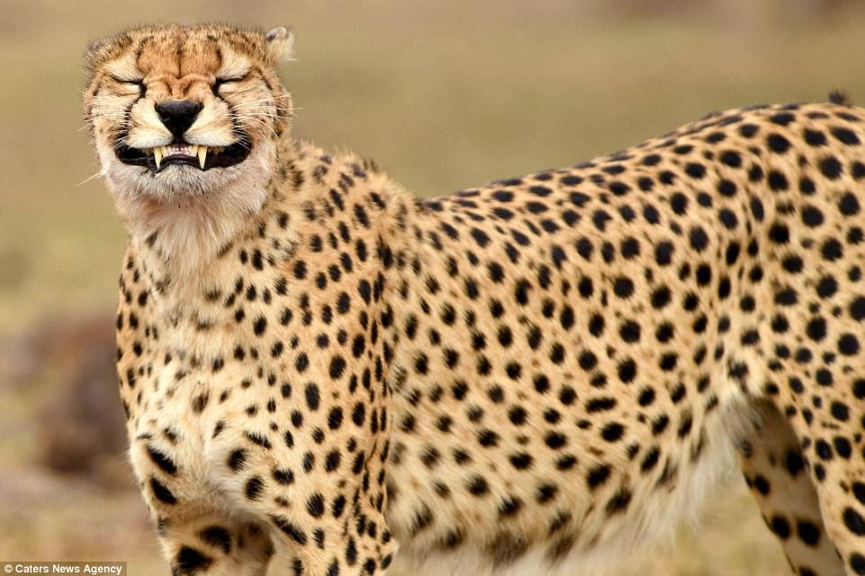 Kenya'da gülüşü ile ünlenen çita
