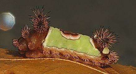 Semerli tırtıl nedir