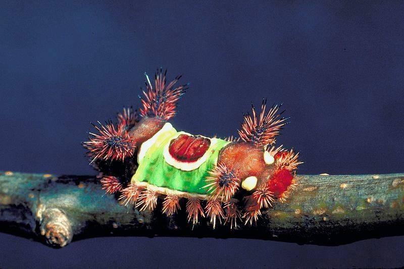 Semerli tırtıl nedir