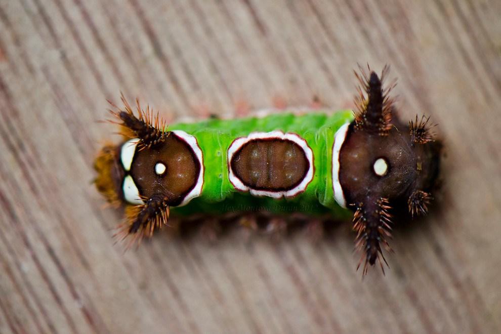 Semerli tırtıl nedir