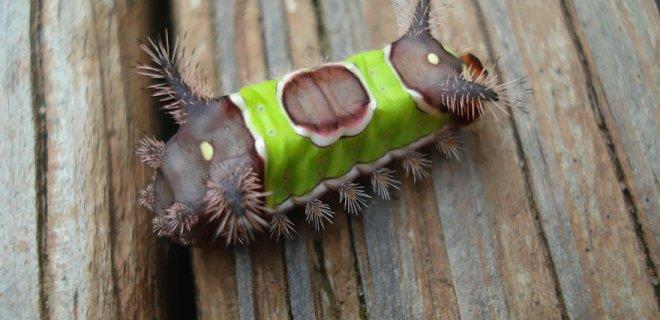 Semerli tırtıl nedir