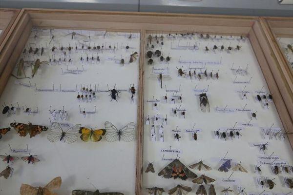 Keşfettiği böceğe babasının adını veren Türk profesör