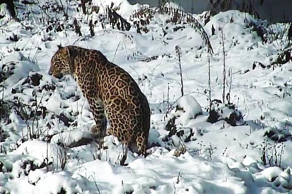 Putin’in leoparı doğaya salındı