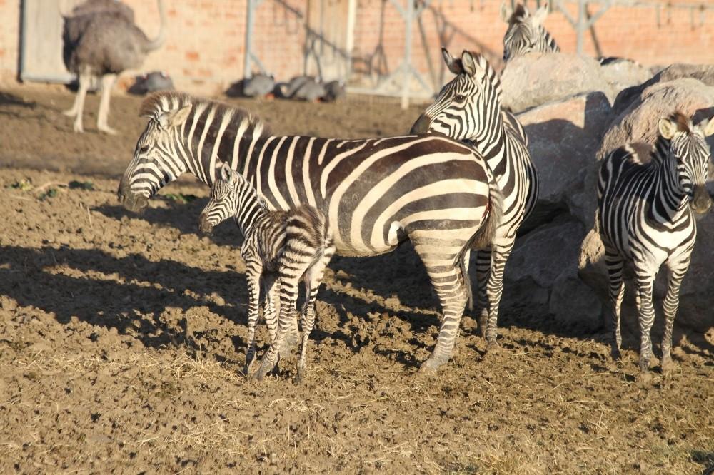 Yeni doğan zebra yavrusu parkın neşesi oldu