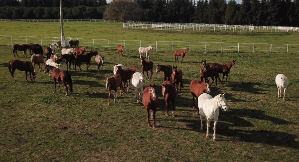 7 kuşak seceresi belli yarış atları, 600 yıldır Bursa'da