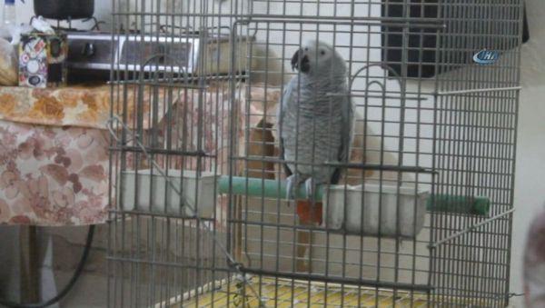 Ürdün'de sure okuyan papağan mest etti