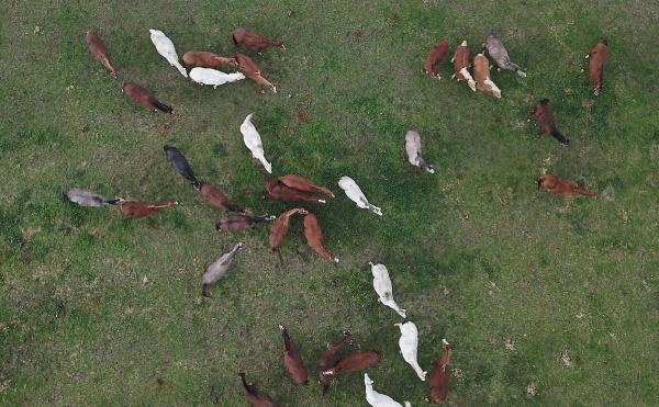 7 kuşak seceresi belli yarış atları, 600 yıldır Bursa'da