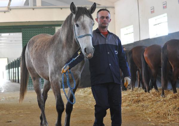 7 kuşak seceresi belli yarış atları, 600 yıldır Bursa'da