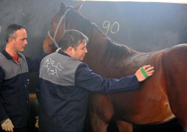 7 kuşak seceresi belli yarış atları, 600 yıldır Bursa'da