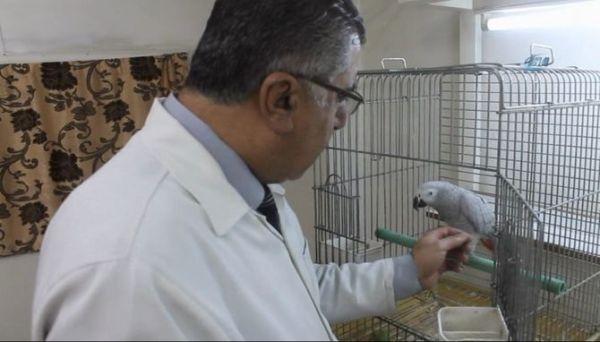 Ürdün'de sure okuyan papağan mest etti
