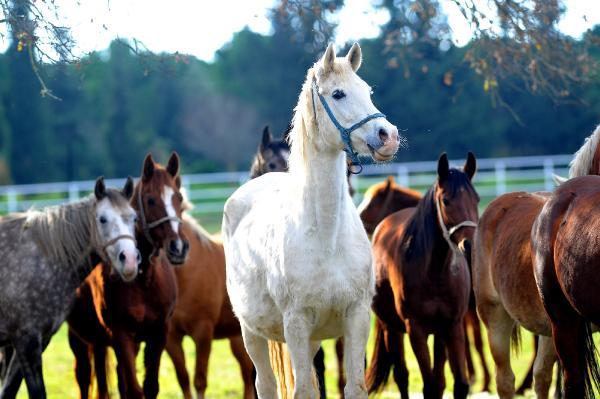 7 kuşak seceresi belli yarış atları, 600 yıldır Bursa'da