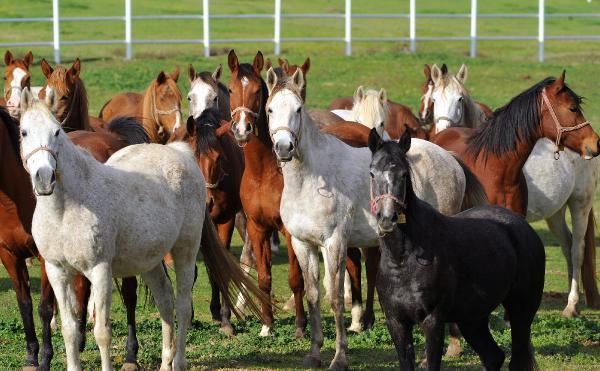7 kuşak seceresi belli yarış atları, 600 yıldır Bursa'da