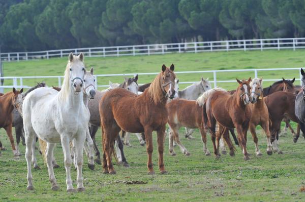 7 kuşak seceresi belli yarış atları, 600 yıldır Bursa'da