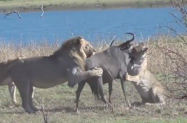 Aslan ailesinin antilop avı