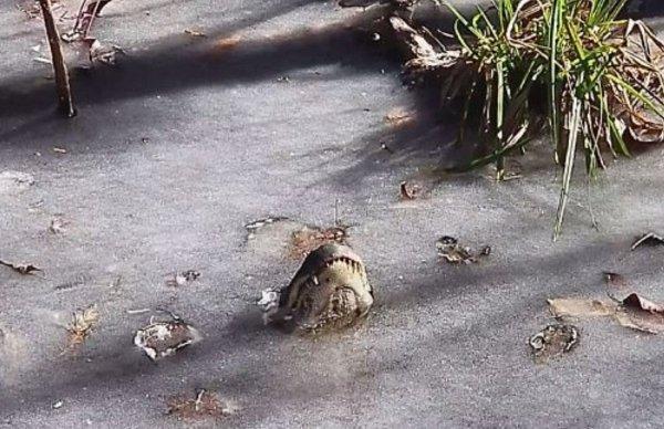 ABD'de timsahlar donan nehirde hayatta kaldı