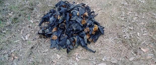 Avustralya'da yüzlerce yarasa aşırı sıcaklardan öldü