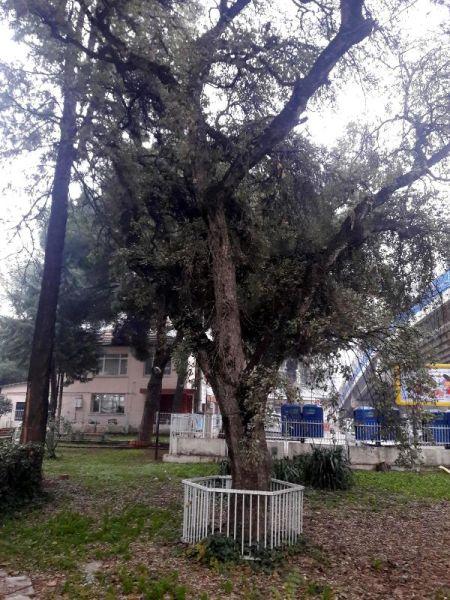 Tarihi ağaç yaya alt geçidi projesini değiştirtti