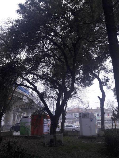 Tarihi ağaç yaya alt geçidi projesini değiştirtti