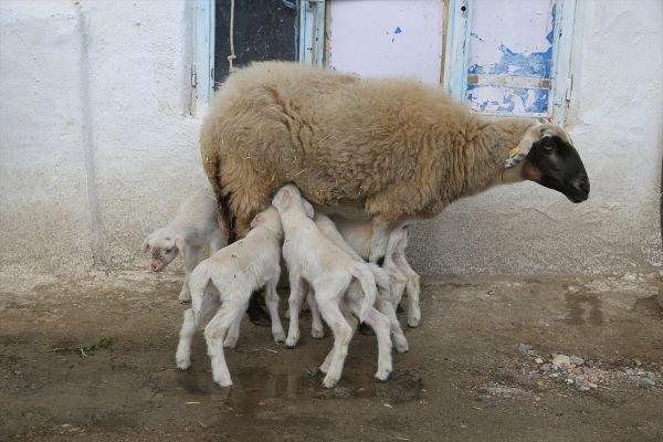 Muğla'da beşiz yavrulayan koyun