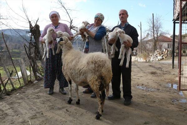 Muğla'da beşiz yavrulayan koyun