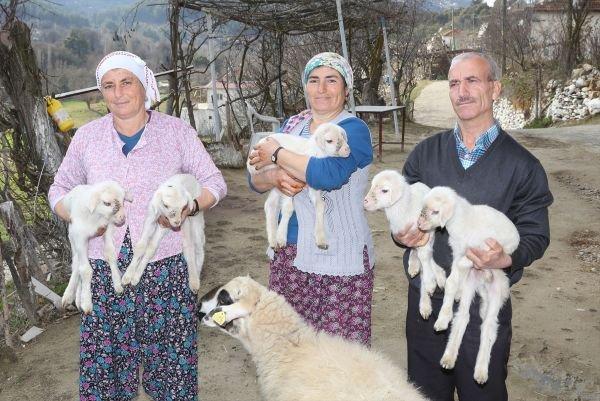 Muğla'da beşiz yavrulayan koyun