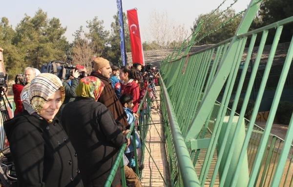 Erdoğan'a hediye edilen aslanlar yuvalarına kavuştu