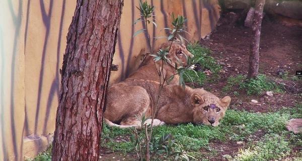 Erdoğan'a hediye edilen aslanlar yuvalarına kavuştu