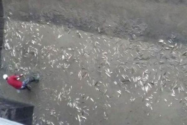 Balık ölümleri HES'e ceza getirdi