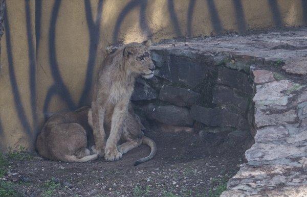 Erdoğan'a hediye edilen aslanlar yuvalarına kavuştu